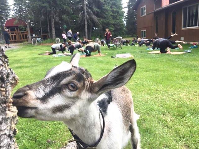 Goat yoga comes to the Peninsula