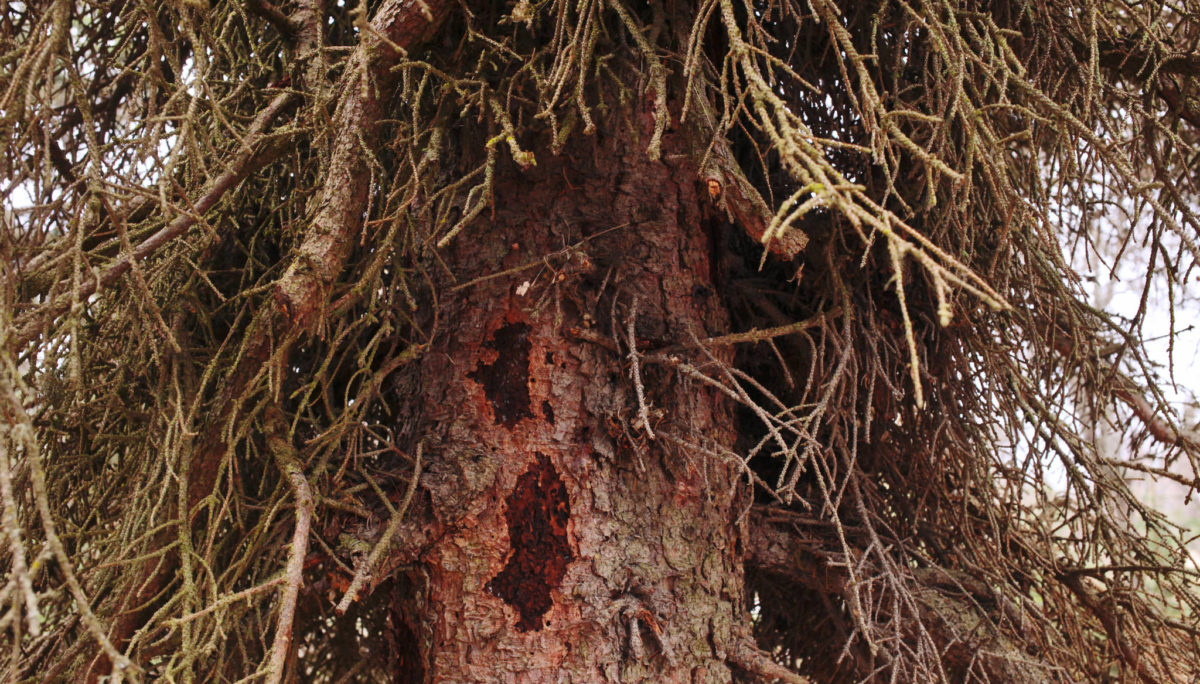 A spruce tree showing damage from spruce bark beetles stands on Saturday, April 28, 2018 in Kenai, Alaska. Soldotna’s Parks and Recreation Department felled nearly 100 beetle-damaged trees earlier this month. That’s more than the city expects to sell as firewood in its campgrounds, so volunteers from Soldotna Bible Chapel took the remainder to distribute to needy families this winter — after curing the logs to kill beetles that may still be inside the bark. (Ben Boetttger/Peninsula Clarion)                                A spruce tree showing damage from spruce bark beetles stands on Saturday, April 28, 2018 in Kenai, Alaska. Soldotna’s Parks and Recreation Department felled nearly 100 beetle-damaged trees earlier this month. That’s more than the city expects to sell as firewood in its campgrounds, so volunteers from Soldotna Bible Chapel took the remainder to distribute to needy families this winter — after curing the logs to kill beetles that may still be inside the bark. (Ben Boetttger/Peninsula Clarion)