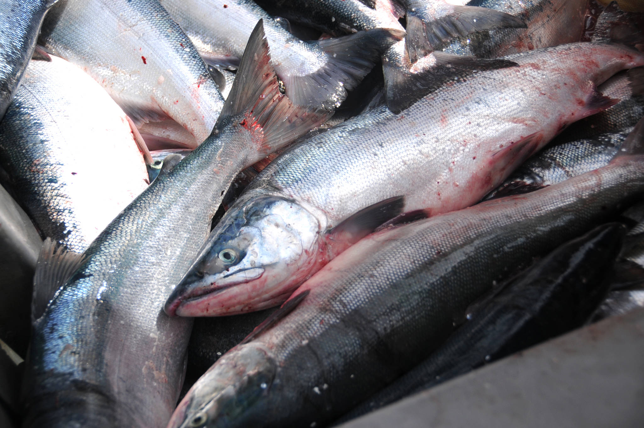 Sockeye salmon caught in a set gillnet wait to be set to the a processor on July 11, 2016 near Kenai, Alaska. (Photo by Elizabeth Earl/Peninsula Clarion, file)