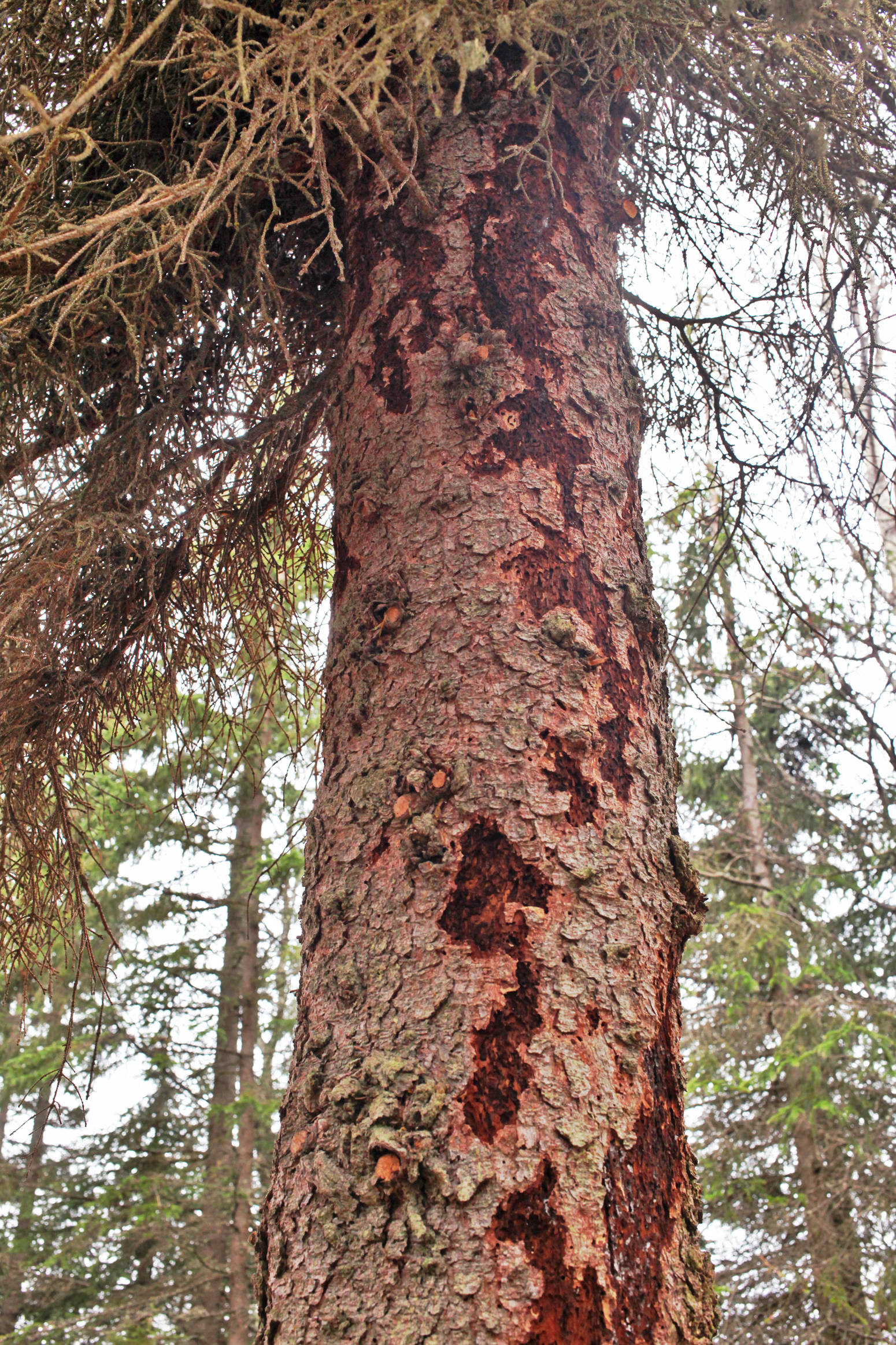 Church group clears beetle-killed trees, gives back to those in need