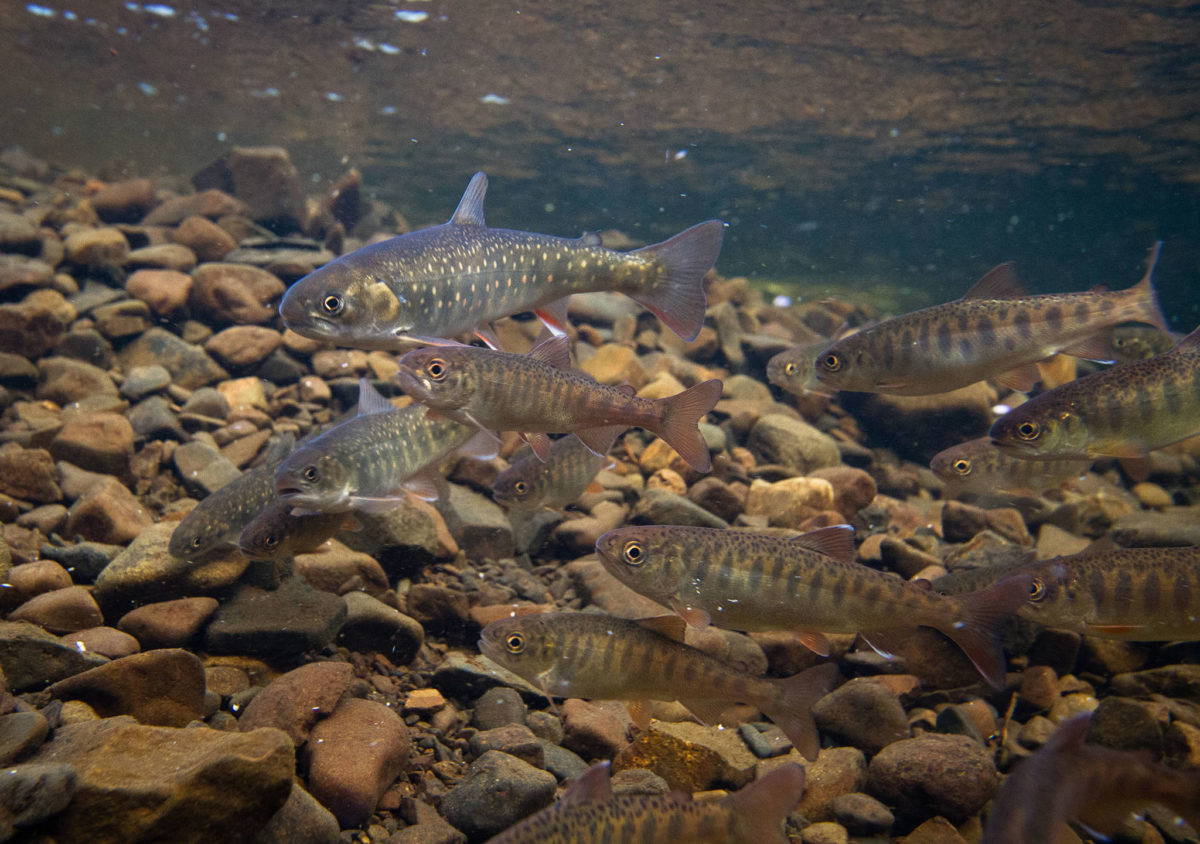 Coho salmon and Arctic char aggregate while feeding on sockeye salmon eggs. While coho derive much of their summer growth from invertebrates, char may rely entirely on sockeye salmon eggs, fry, and smolt. (Photo by Jonny Armstrong)