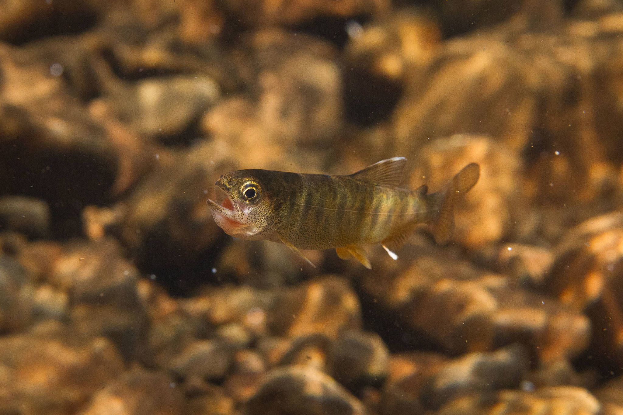 An age-zero coho struggles to swallow a sockeye egg. In warmer streams, juvenile coho are more likely to grow large enough to exploit food subsidies from sockeye salmon. (Photo by Jonny Armstrong)
