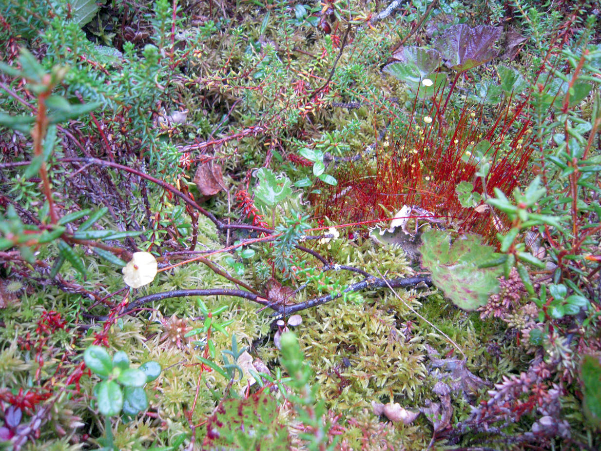 The red stalks and whitish-yellow caps of yellow moosedung moss grow by Headquarters Lake on the Kenai National Wildlife Refuge on July 28, 2014. (Photo by Matt Bowser/USFWS)
