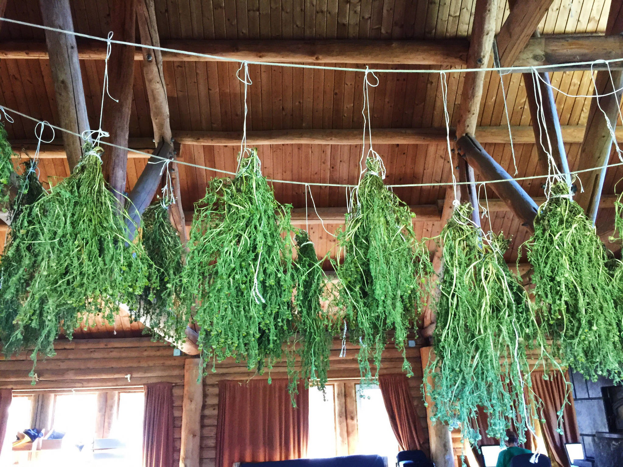 Wild chamomile hangs to dry inside the Ionia Community Center on Tuesday, July 3, near Kasilof, Alaska. (Photo by Victoria Petersen/Peninsula Clarion)