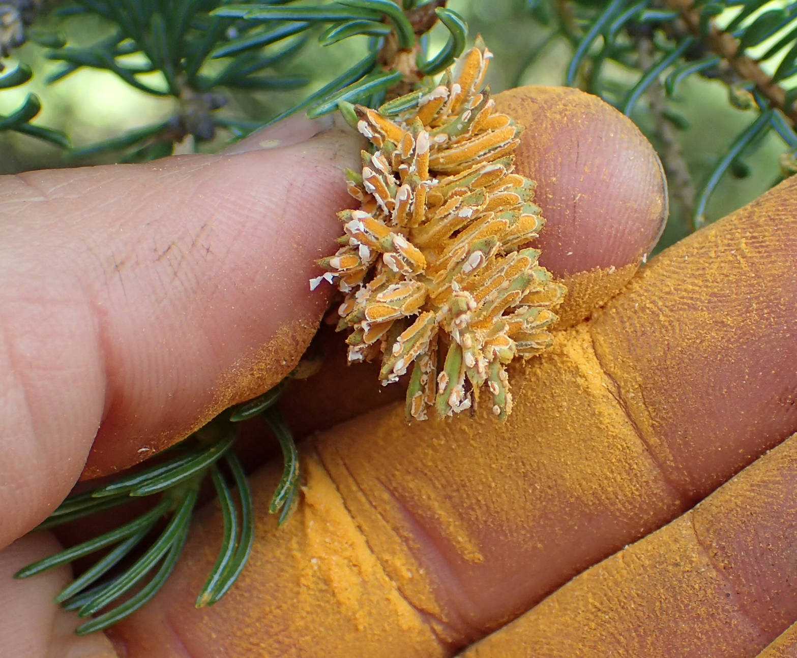Bright orange spores are released from rupturing needles of a spruce tip infected with spruce tip rust on the Skyline Trail on July 5, 2018. (Photo provided by Matt Bowser of the U.S. Fish and Wildlife Service)