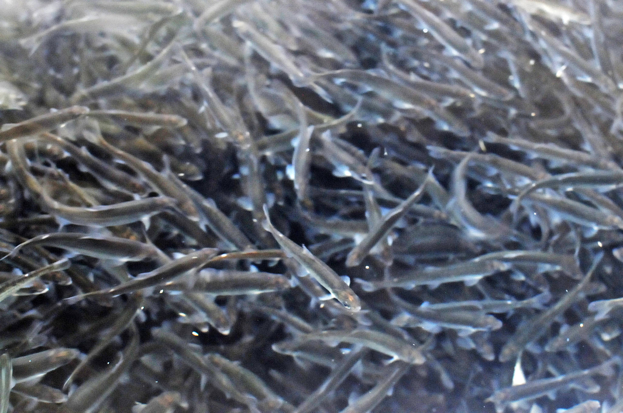 Sockeye salmon smolt being raised by Cook Inlet Aquaculture Association at the Trail Lakes Hatchery, ultimately destined for Shell Lake in the Matanuska-Susitna Valley, swim in their tank on Friday, April 20, 2018 near Moose Pass, Alaska. Pacific salmon raised in hatcheries are usually exposed to predetermined sets of hot and cold water cycles before they hatch, leading to dark and light rings on their inner ear bone, called an otolith, that biologists can later read to track where the salmon came from when it returns as an adult. Staff at Trail Lakes Hatchery raise all the association’s sockeye salmon, which are hatched, imprinted and distributed to the organization’s various operations across Cook Inlet, from China Poot Lake in Lower Cook Inlet to Shell Lake. (Photo by Elizabeth Earl/Peninsula Clarion)