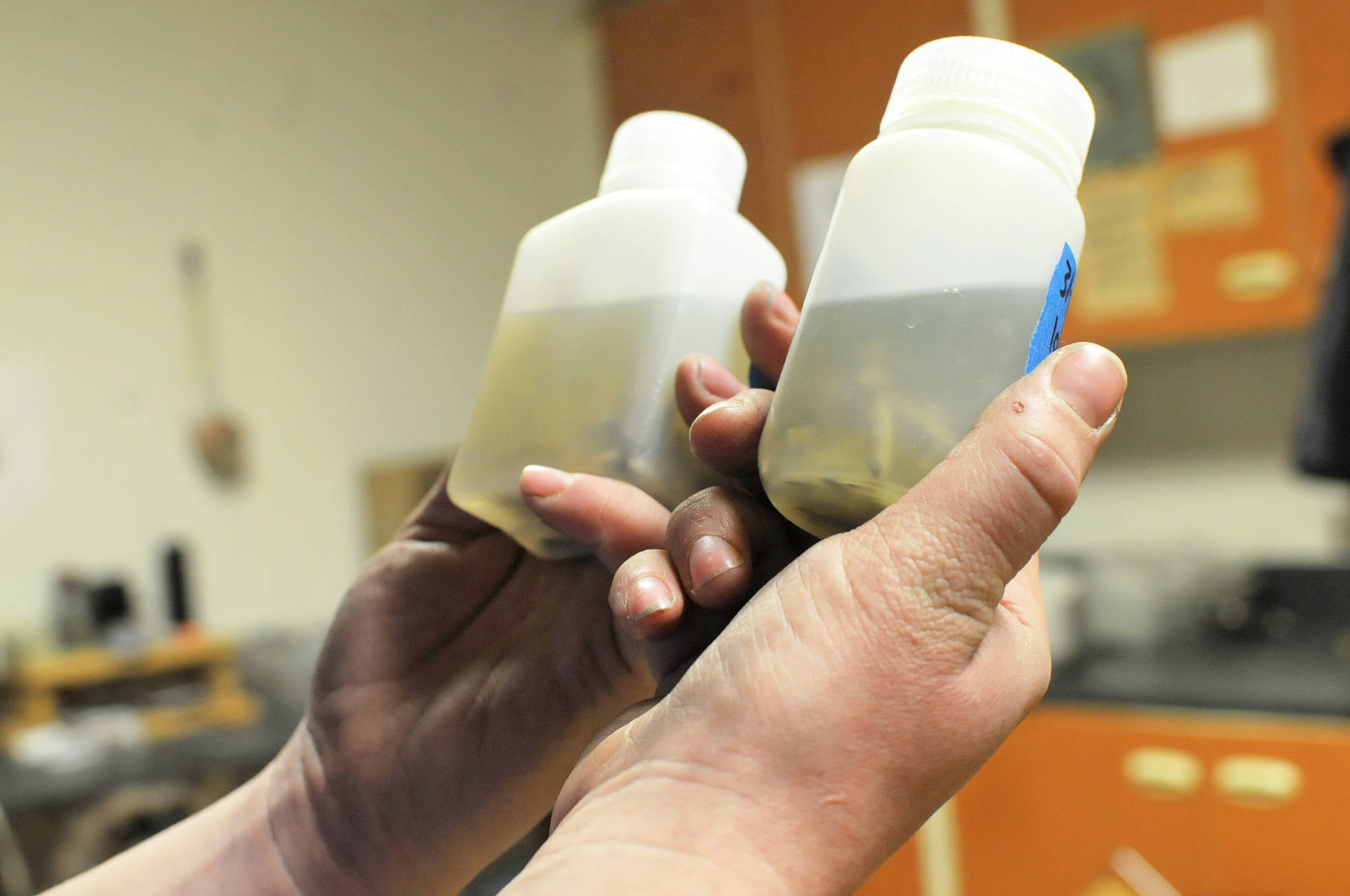 Trail Lakes Hatchery Manager Kristin Bates holds two bottles of preserved salmon fry at Cook Inlet Aquaculture Association’s Trail Lakes Hatchery on Friday, April 20, 2018 near Moose Pass, Alaska. Pacific salmon raised in hatcheries are usually exposed to predetermined sets of hot and cold water cycles before they hatch, leading to dark and light rings on their inner ear bone, called an otolith, that biologists can later read to track where the salmon came from when it returns as an adult. Staff at Trail Lakes Hatchery collect some of the imprinted fry and bottle them to be sent to the Alaska Department of Fish and Game as a sample of how otoliths from that brood year were marked, allowing the biologists to later determine where an adult salmon came from. (Photo by Elizabeth Earl/Peninsula Clarion)