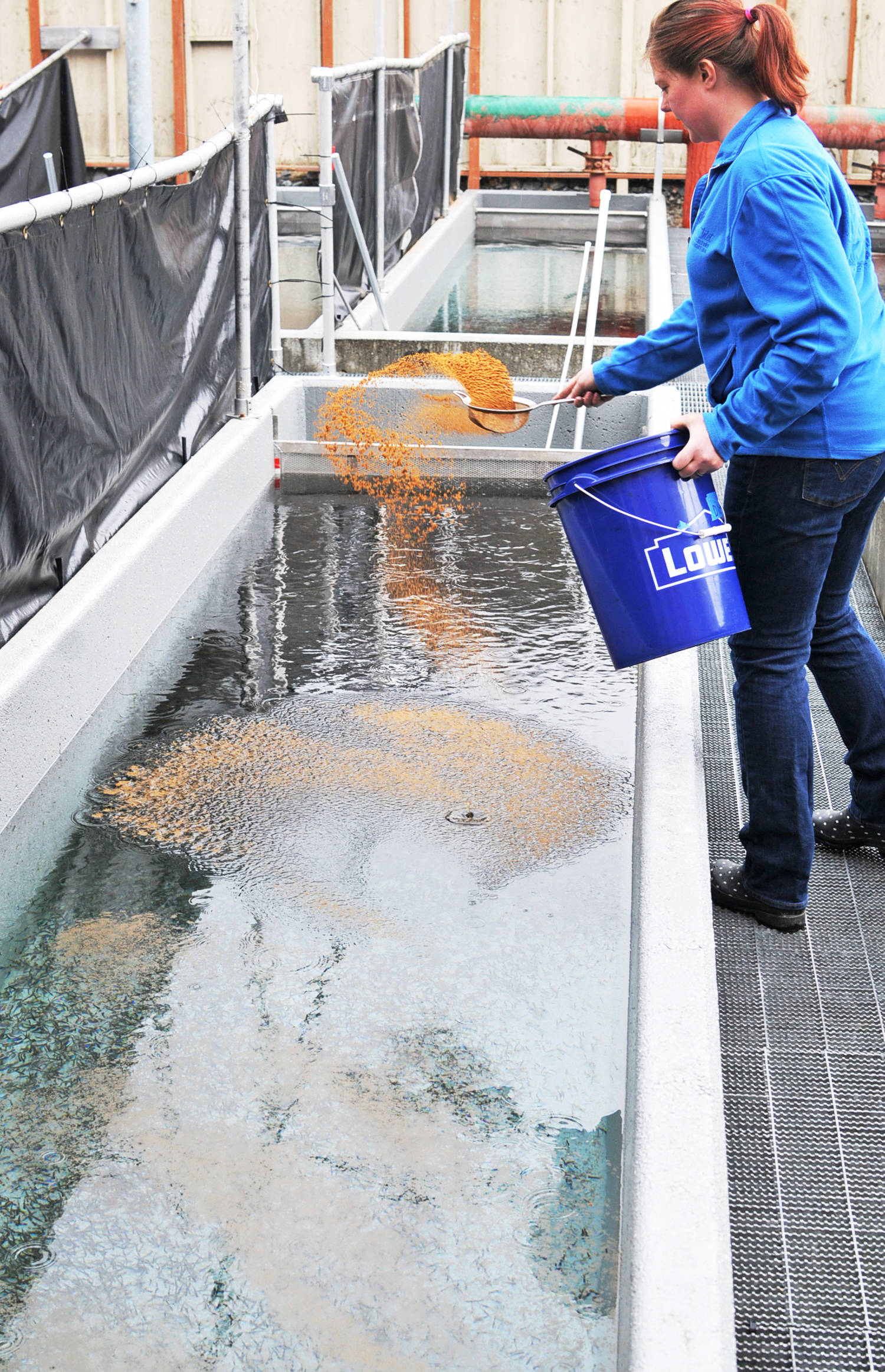 Trail Lakes Hatchery Manager Kristin Bates feeds sockeye salmon fry in a raceway at Cook Inlet Aquaculture Association’s Trail Lakes Hatchery on Friday, April 20, 2018 near Moose Pass, Alaska. Pacific salmon raised in hatcheries are usually exposed to predetermined sets of hot and cold water cycles before they hatch, leading to dark and light rings on their inner ear bone, called an otolith, that biologists can later read to track where the salmon came from when it returns as an adult. Staff at Trail Lakes Hatchery raise all the association’s sockeye salmon, which are hatched, imprinted and distributed to the organization’s various operations across Cook Inlet, from China Poot Lake in Lower Cook Inlet to Shell Lake in the Matanuska-Susitna Valley. (Photo by Elizabeth Earl/Peninsula Clarion)