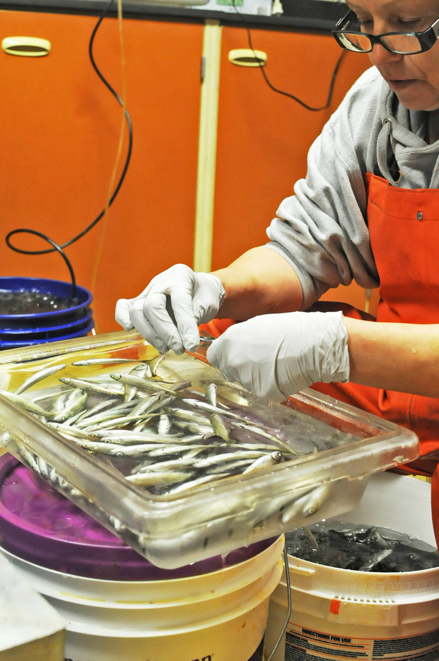 A worker at Cook Inlet Aquaculture Association’s Trail Lakes Hatchery trims the adipose fins off sockeye salmon smolt destined for Shell lake in the Matanuska-Susitna Valley on Friday, April 20, 2018 near Moose Pass, Alaska. Pacific salmon raised in hatcheries are usually exposed to predetermined sets of hot and cold water cycles before they hatch, leading to dark and light rings on their inner ear bone, called an otolith, that biologists can later read to track where the salmon came from when it returns as an adult. Staff at Trail Lakes Hatchery raise all the association’s sockeye salmon, which are hatched, imprinted and distributed to the organization’s various operations across Cook Inlet, from China Poot Lake in Lower Cook Inlet to Shell Lake. (Photo by Elizabeth Earl/Peninsula Clarion)
