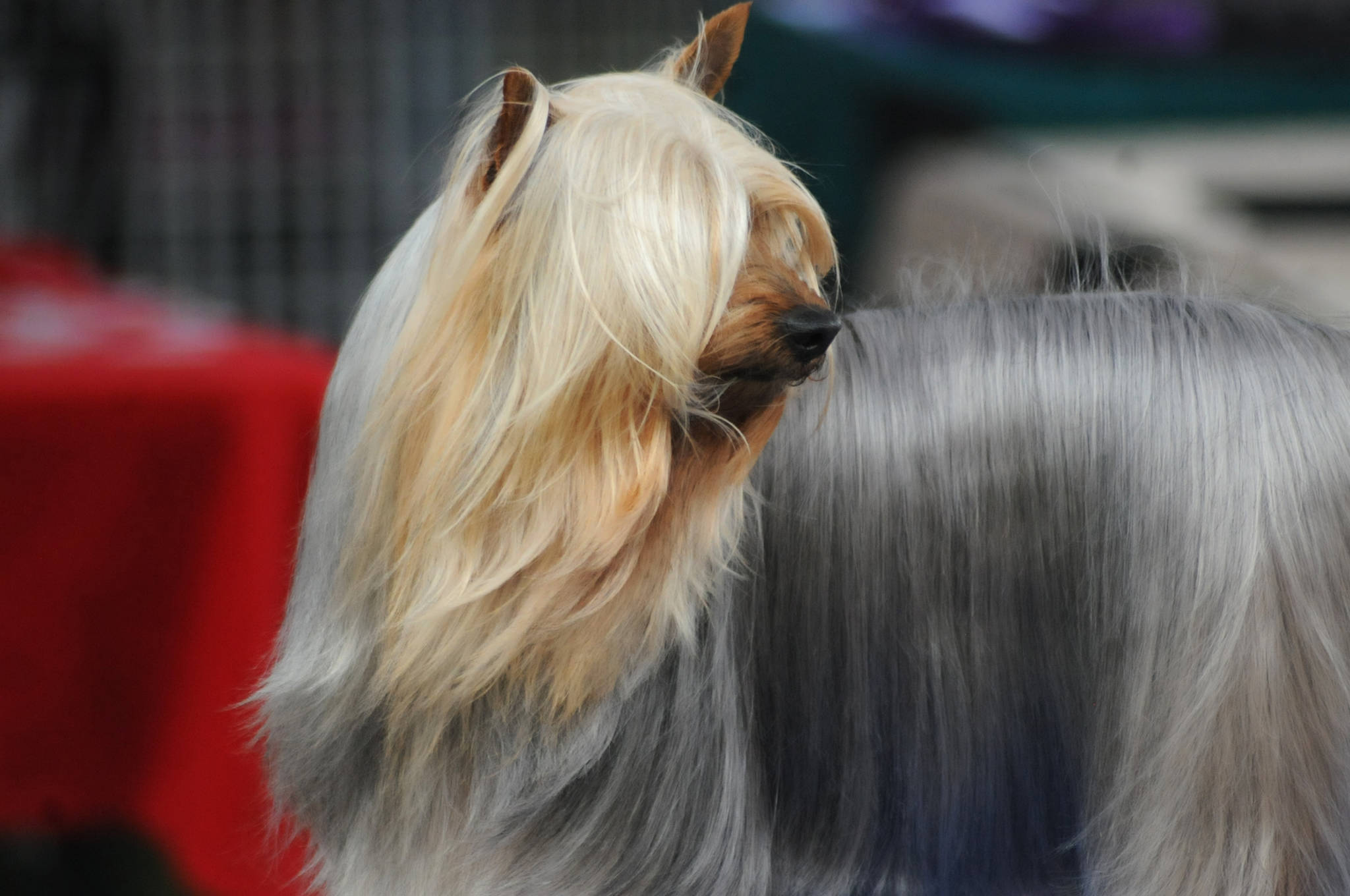 A dog takes a glance around while being groomed at the Kenai Kennel Club’s annual dog show, obedience and agility trials on Saturday, July 14, 2018 in Soldotna, Alaska. Dog owners come from all over the state to take part in the events each year. (Photo by Elizabeth Earl/Peninsula Clarion)