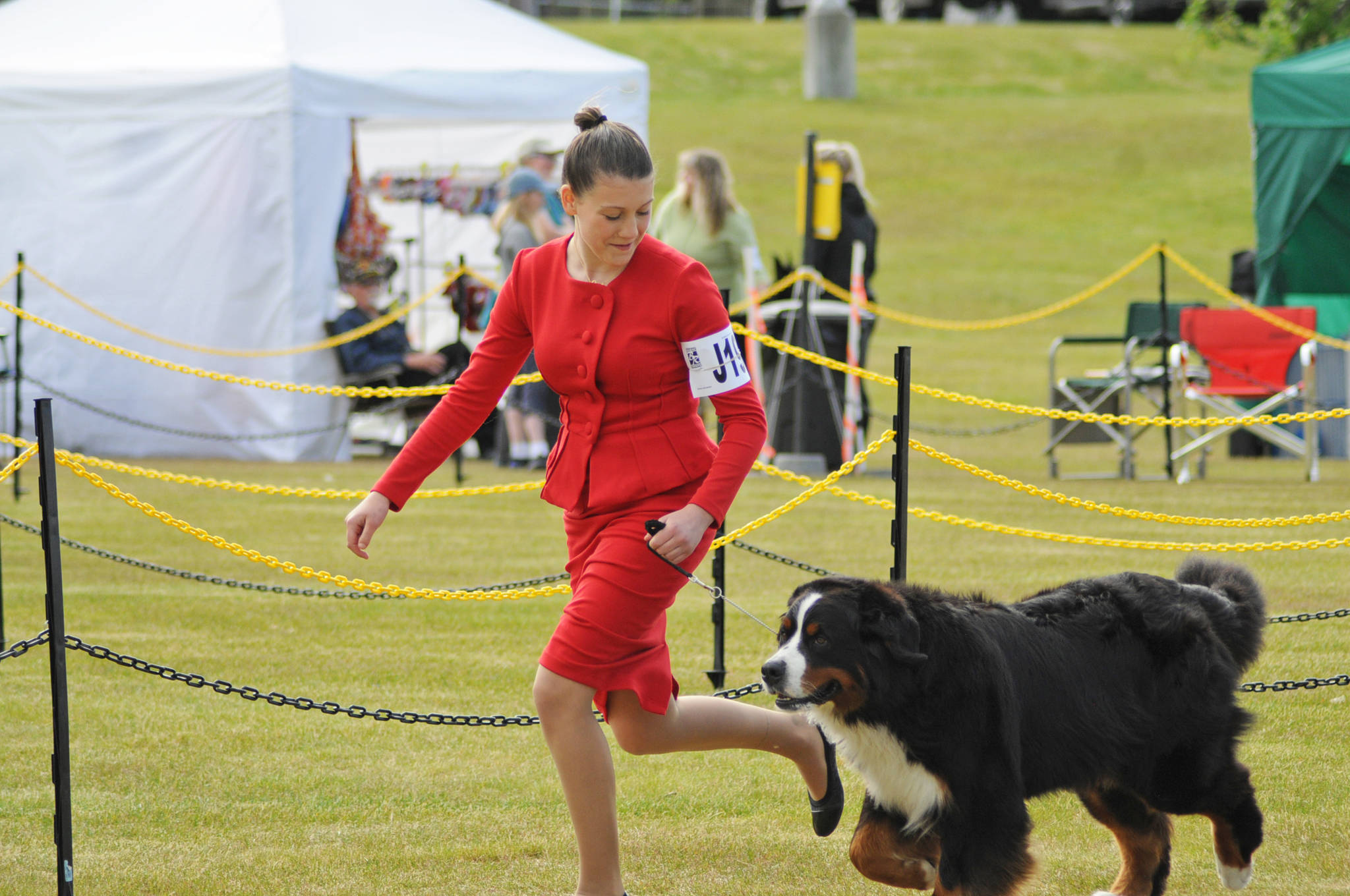 A trainer runs her Bernese Mountain Dog in the Kenai Kennel Club’s annual dog show, obedience and agility trials on Saturday, July 14, 2018 in Soldotna, Alaska. Dog owners come from all over the state to take part in the events each year. (Photo by Elizabeth Earl/Peninsula Clarion)