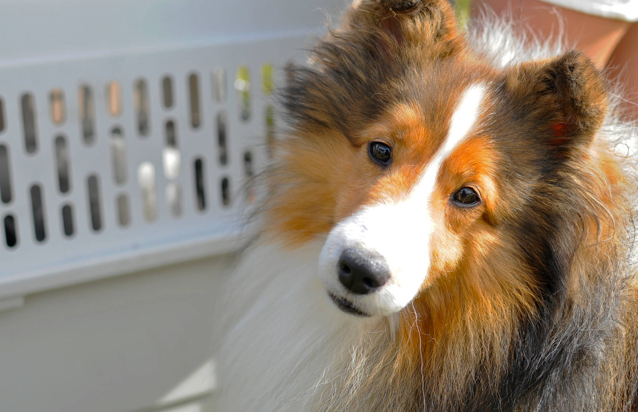 A sheltie hangs out with trainers before competing in the Kenai Kennel Club’s annual dog show, obedience and agility trials on Saturday, July 14, 2018 in Soldotna, Alaska. Dog owners come from all over the state to take part in the events each year. (Photo by Elizabeth Earl/Peninsula Clarion)