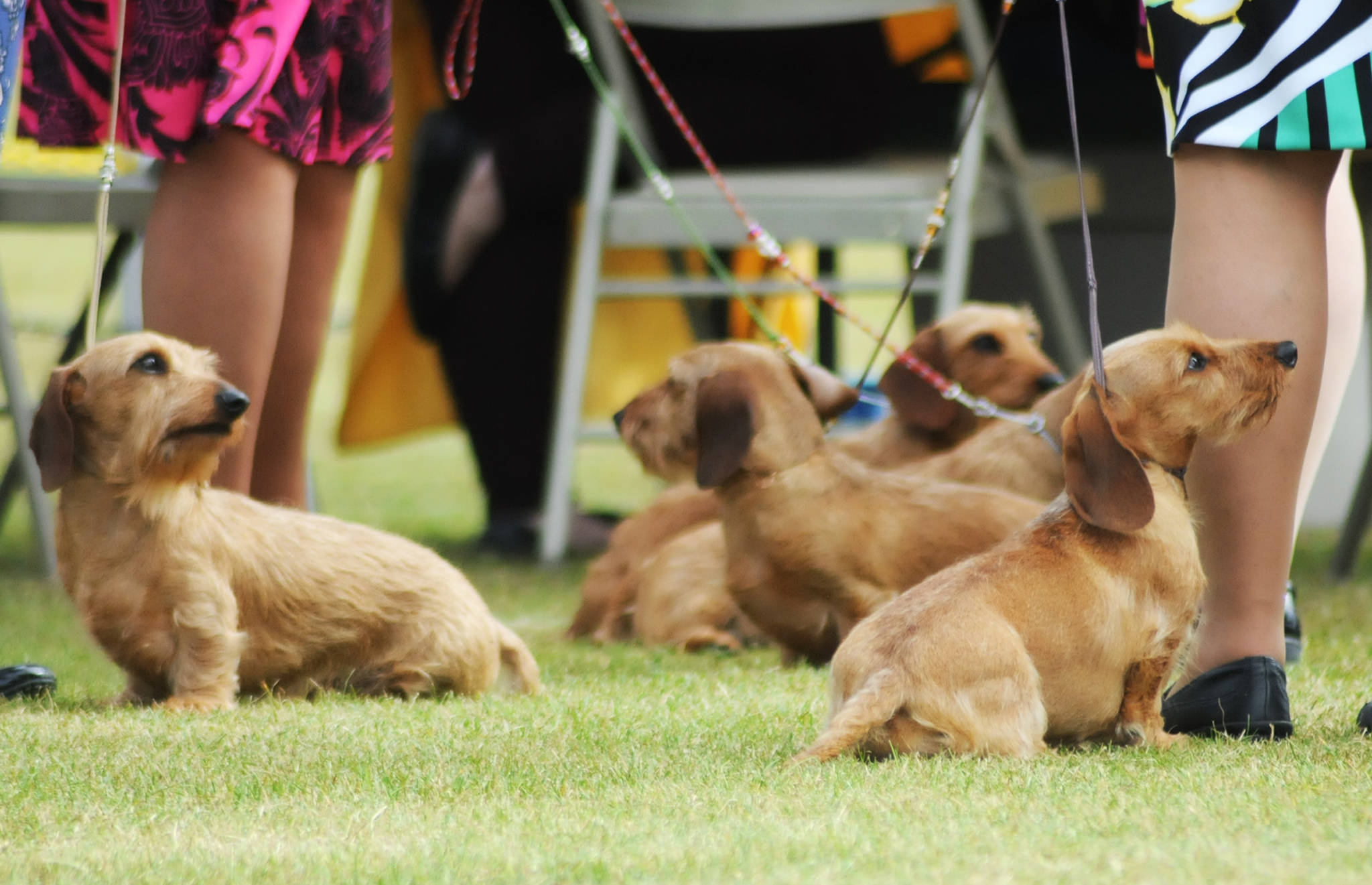 Dogs wait with their trainers before competing in the Kenai Kennel Club’s annual dog show, obedience and agility trials on Saturday, July 14, 2018 in Soldotna, Alaska. Dog owners come from all over the state to take part in the events each year. (Photo by Elizabeth Earl/Peninsula Clarion)