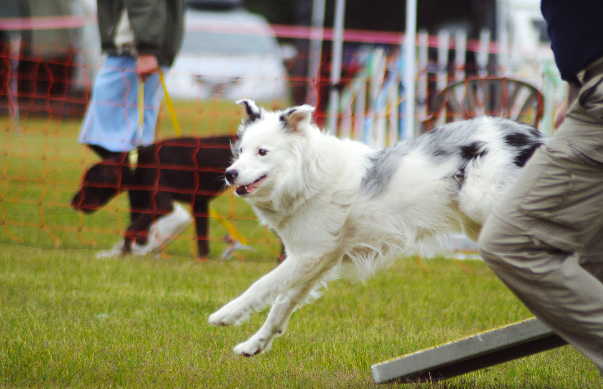 ABOVE: A sheltie hangs out with trainers before competing in the Kenai Kennel Club’s annual dog show, obedience and agility trials on Saturday in Soldotna. Dog owners come from all over the state to take part in the events each year.                                 TOP: A dog jumps off a ramp during an agility test at the Kenai Kennel Club’s annual dog show, obedience and agility trials on Saturday in Soldotna. (Photos by Elizabeth Earl/Peninsula Clarion)