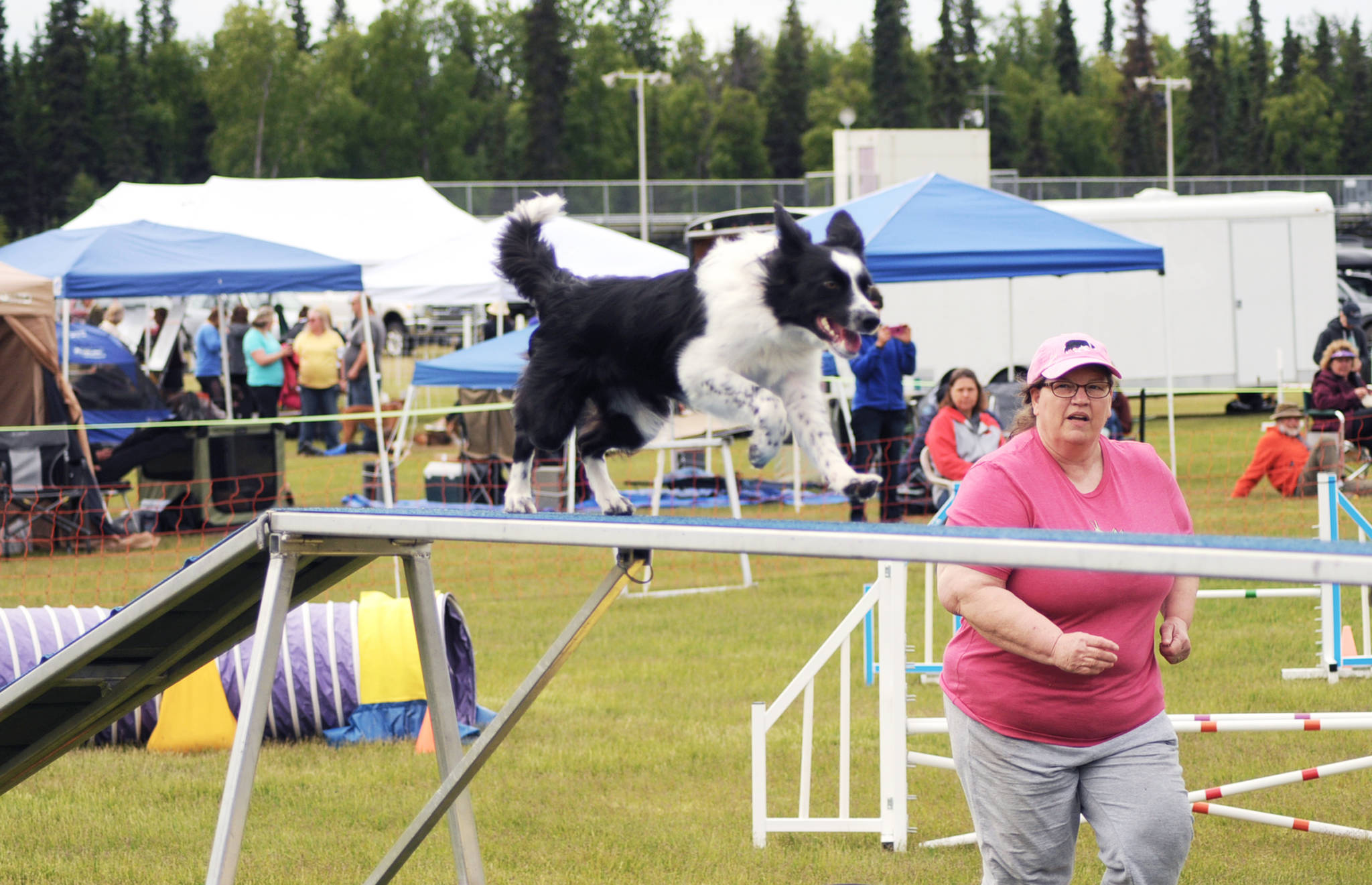 A dog dashes along a ramp during an agility test at the Kenai Kennel Club’s annual dog show, obedience and agility trials on Saturday, July 14, 2018 in Soldotna, Alaska. Dog owners come from all over the state to take part in the events each year. (Photo by Elizabeth Earl/Peninsula Clarion)