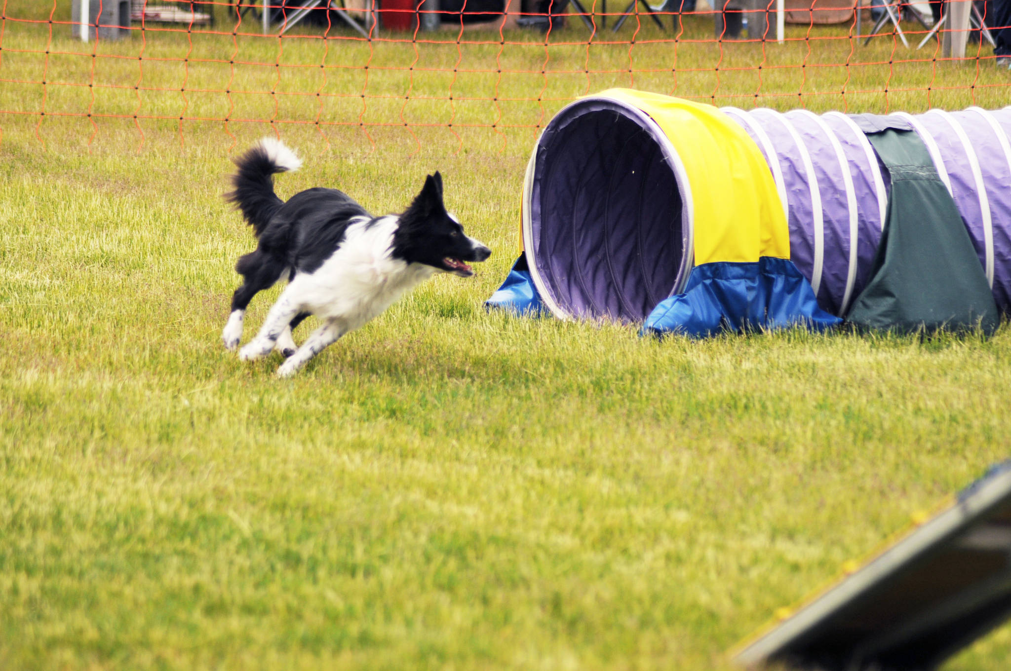 Dog show brings paws to Soldotna