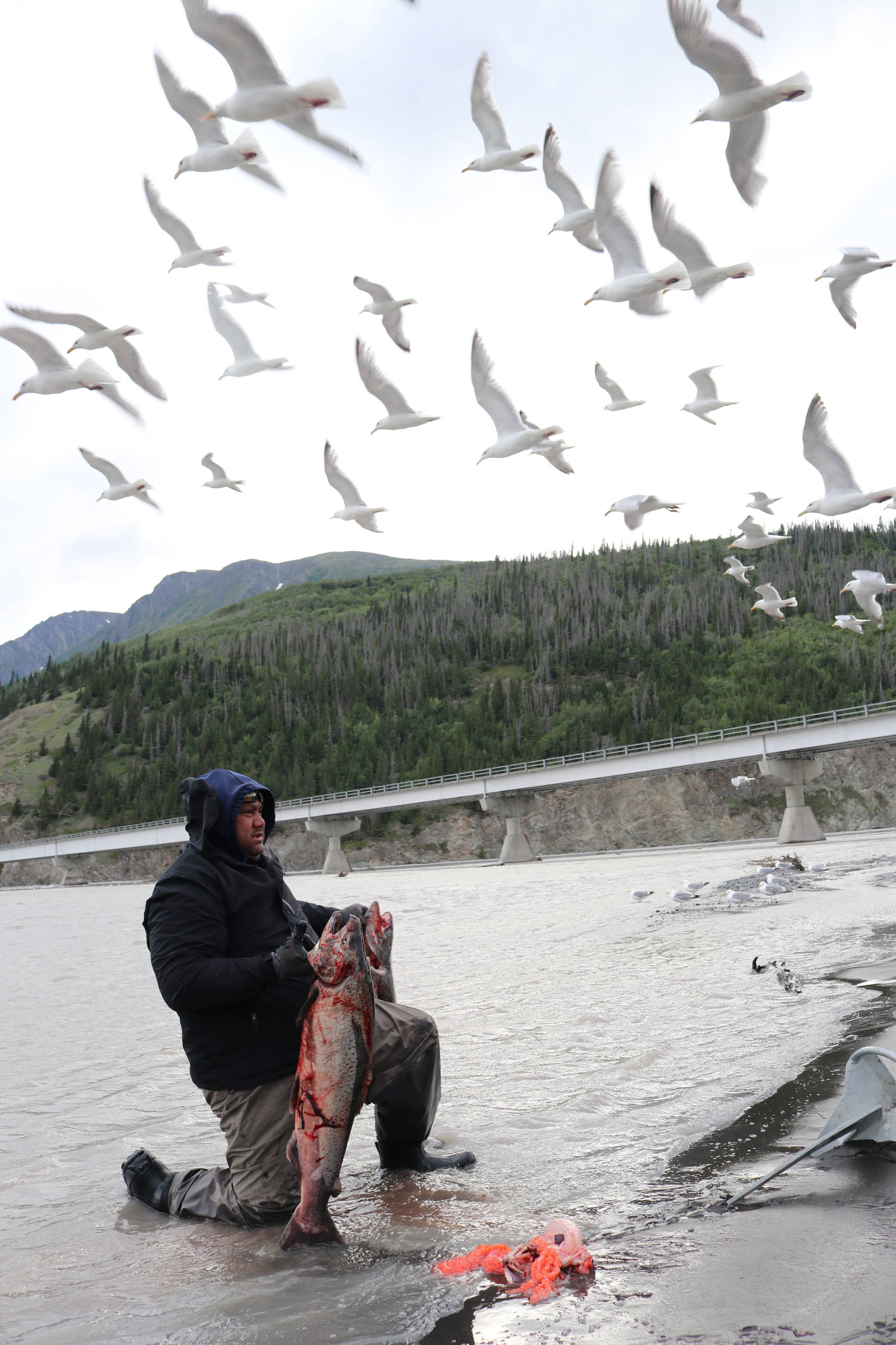 Tasi Fosi of Anchorage, who has been dipnetting in Chitina since 1991, holds up two king salmon on July 9, 2018 as seagulls hover overhead. (Photo courtesy Mary Catharine Martin)