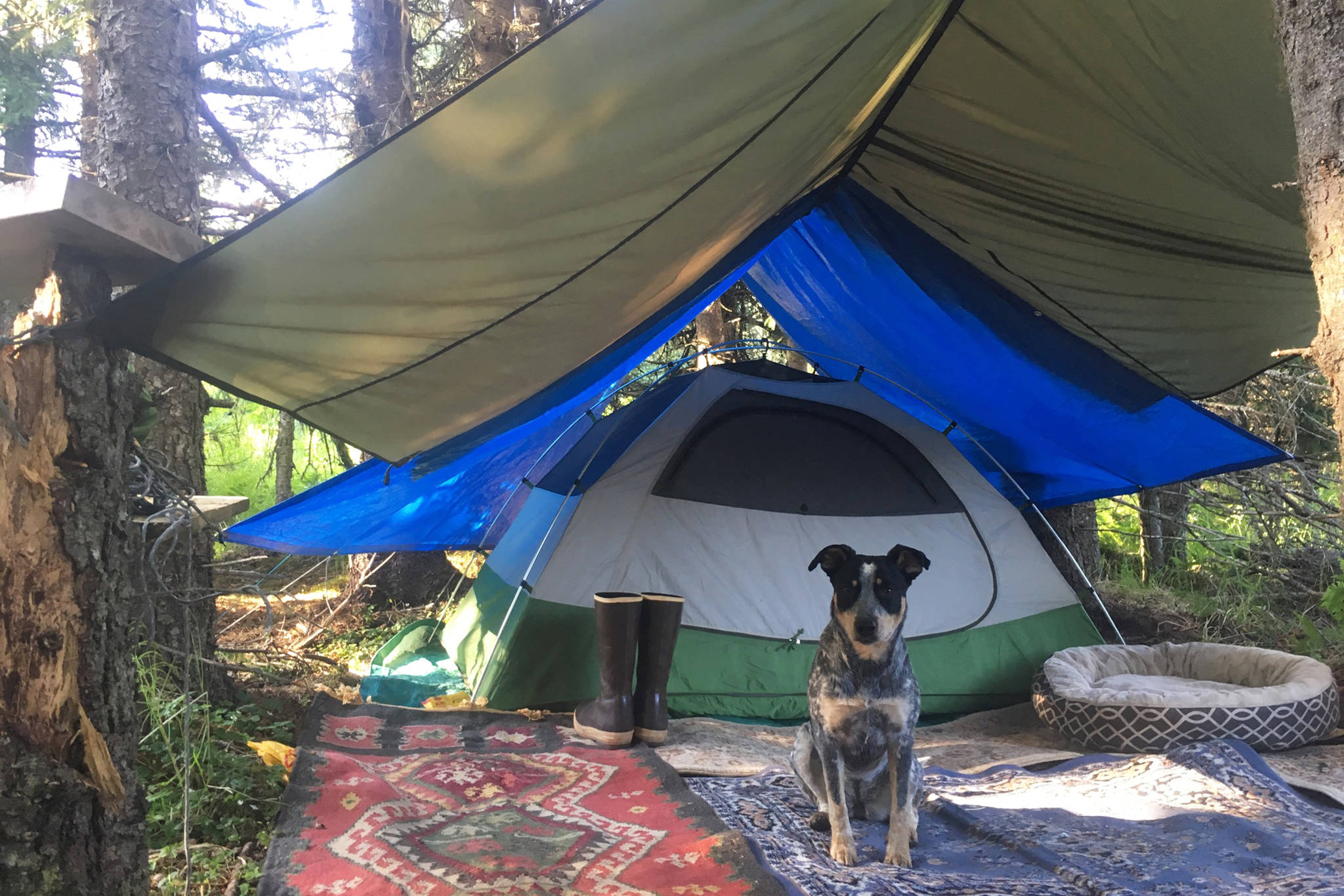 Jessica Entsminger’s dog, Leah, stands guard in front of the tent where they live on East Hill Road. (Photo courtesy Jessica Entsminger)