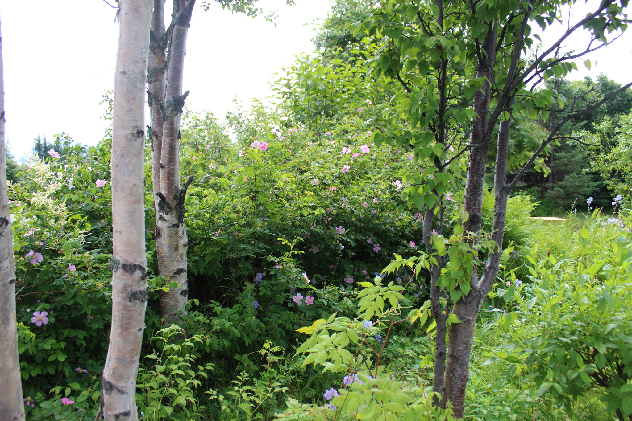 Colorful blooms peek out of the green foliage in a section of the Pratt Museum’s garden Thursday, July 12, 2018 in Homer, Alaska. (Photo by Megan Pacer/Homer News)