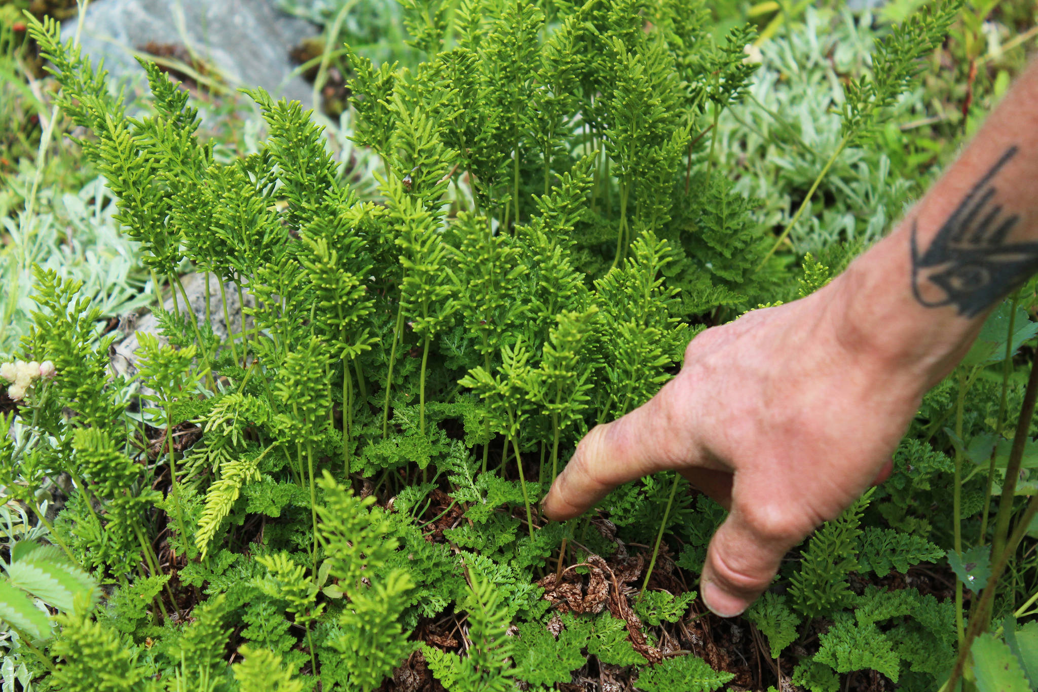 Yarrow Hinnant, the new gardener for the Pratt Museum, points out a unique fern while working in the garden Thursday, July 12, 2018 in Homer, Alaska. (Photo by Megan Pacer/Homer News)