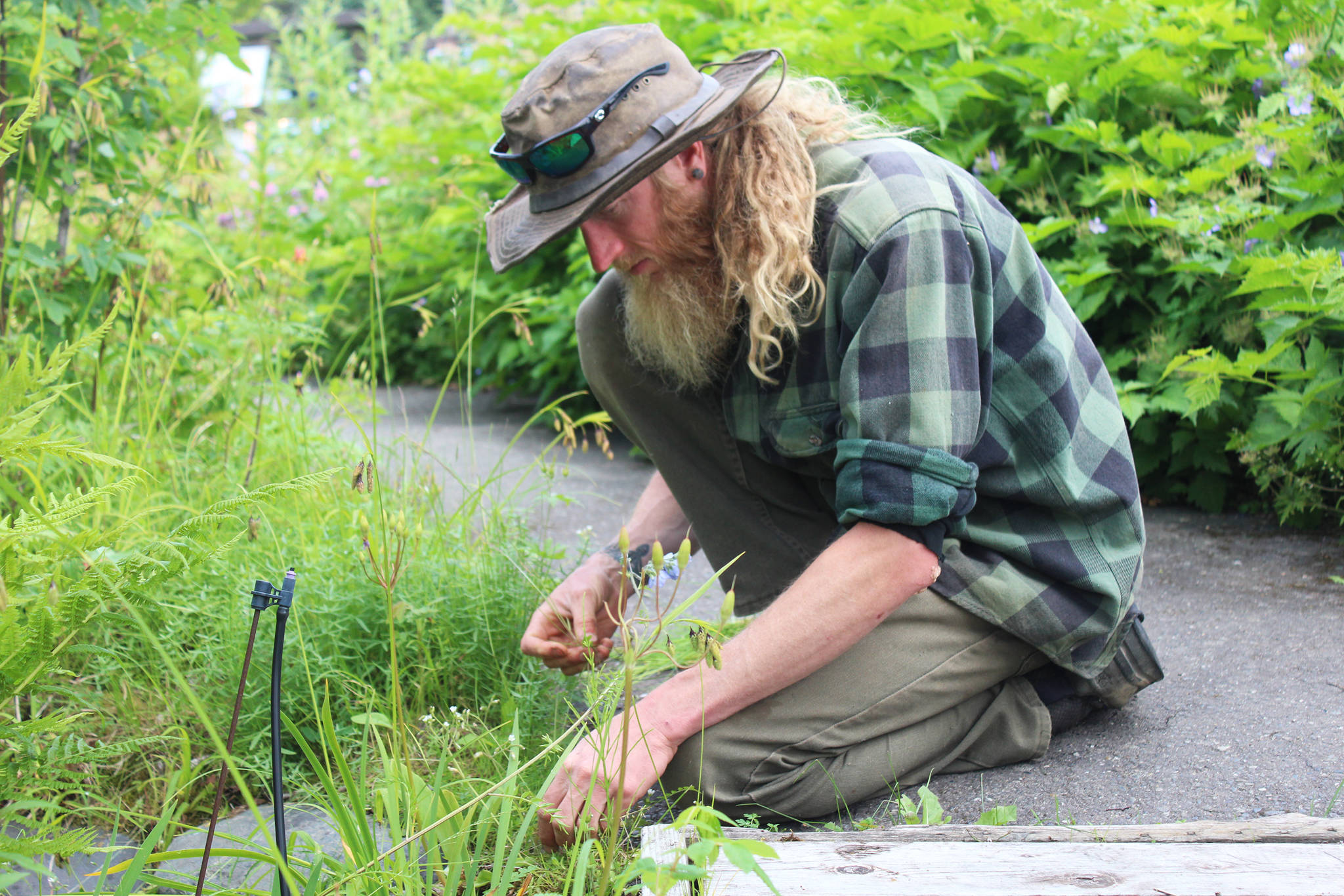 Yarrow Hinnant, the Pratt Museum’s new gardener, works in the botanical garden outside the building Thursday, July 12, 2018 in Homer, Alaska. (Photo by Megan Pacer/Homer News)