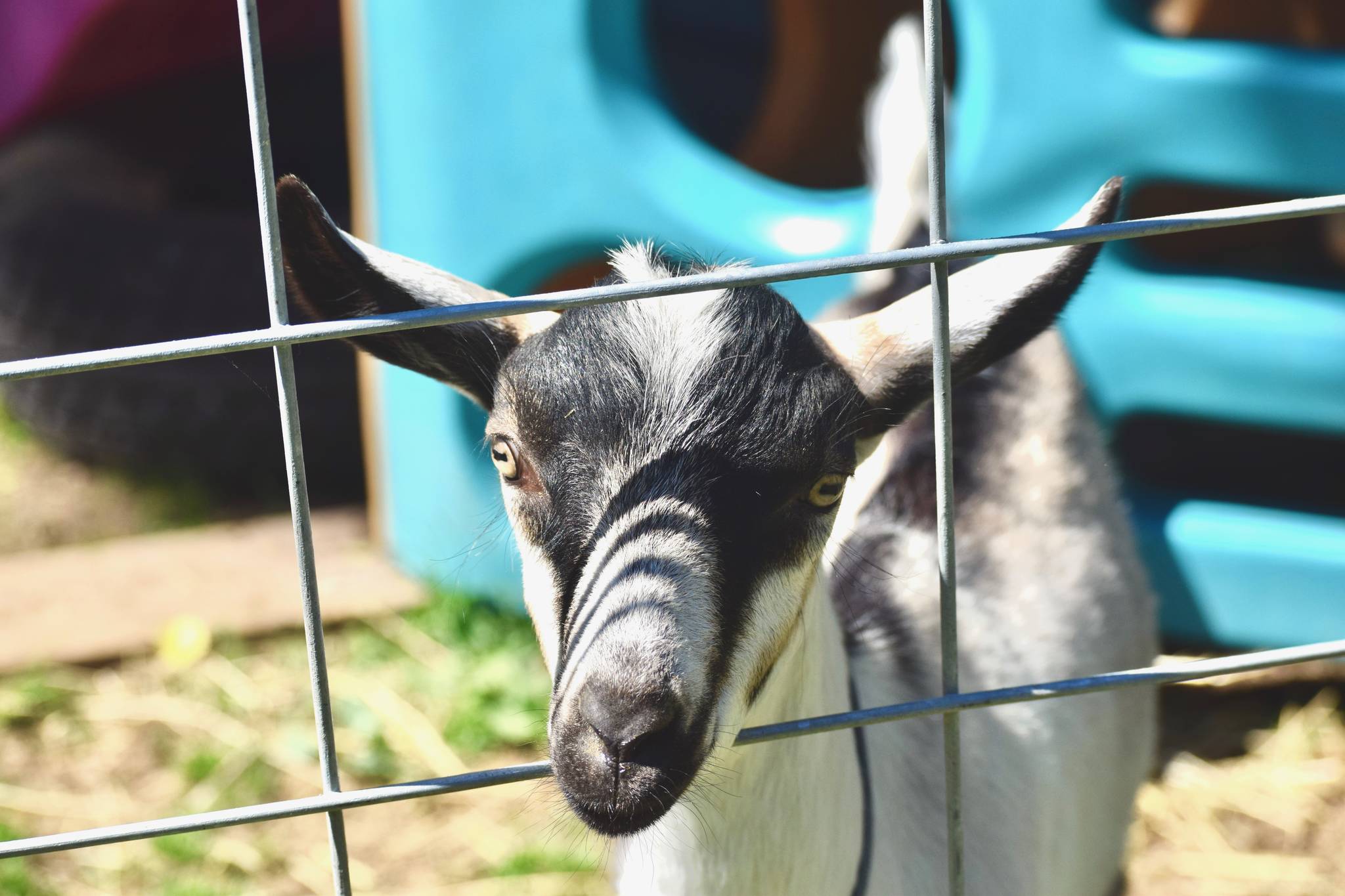Arthur, one of Deanna O’Connor’s 11 goats pokes his head out of his pen at O’Connor’s home in Nikiski, Alaska on Tuesday, July 3, 2018. (Photo by Victoria Petersen/Peninsula Clarion)