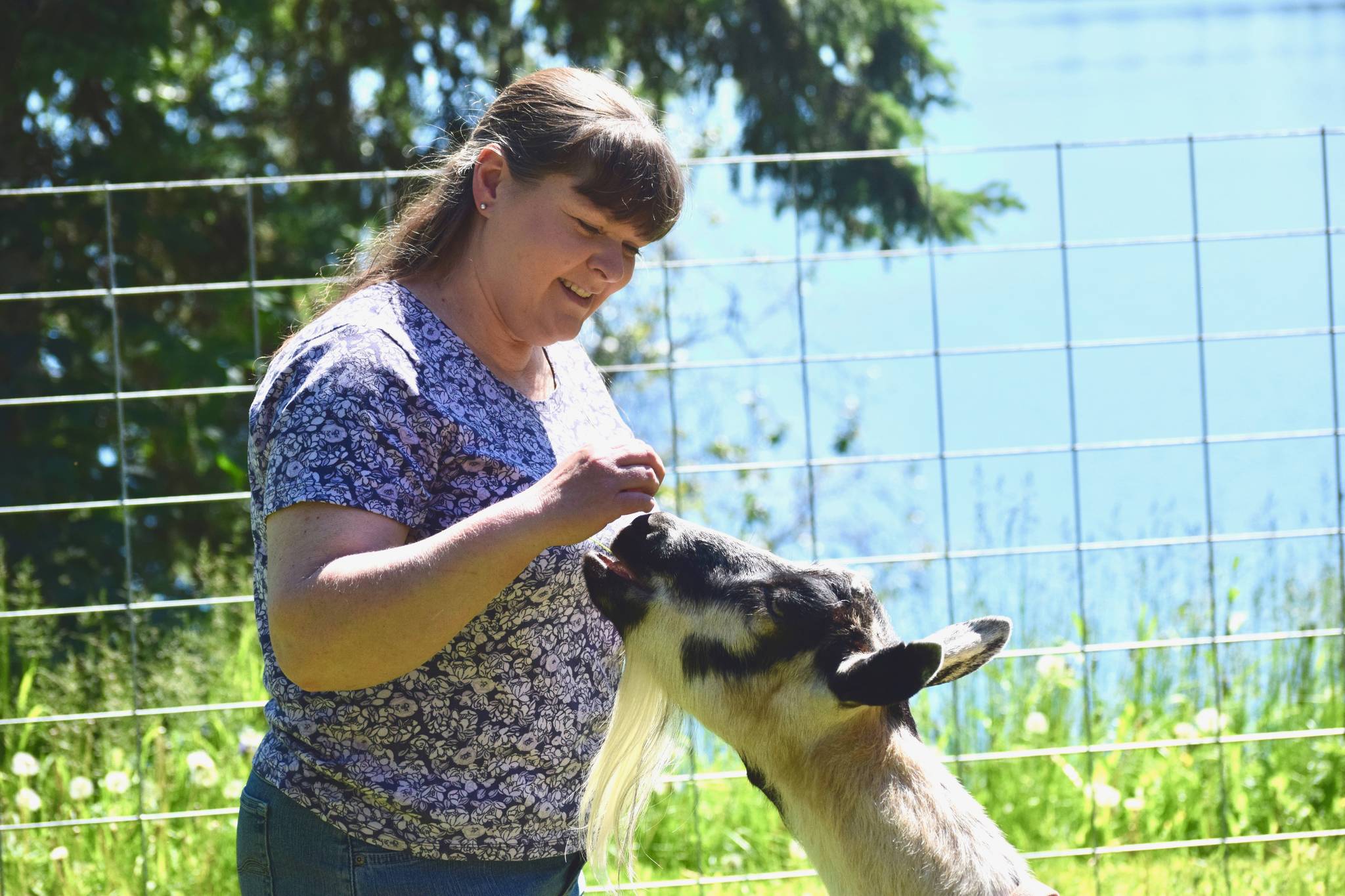 Deanna O’Connor plays with Chloe, an alpine goat, at her home in Nikiski, Alaska on Tuesday, July 3, 2018. O’Connor milks her 11 goats twice a day, and uses the milk to make homemade ice cream, cheese and soap. (Photo by Victoria Petersen/Peninsula Clarion)