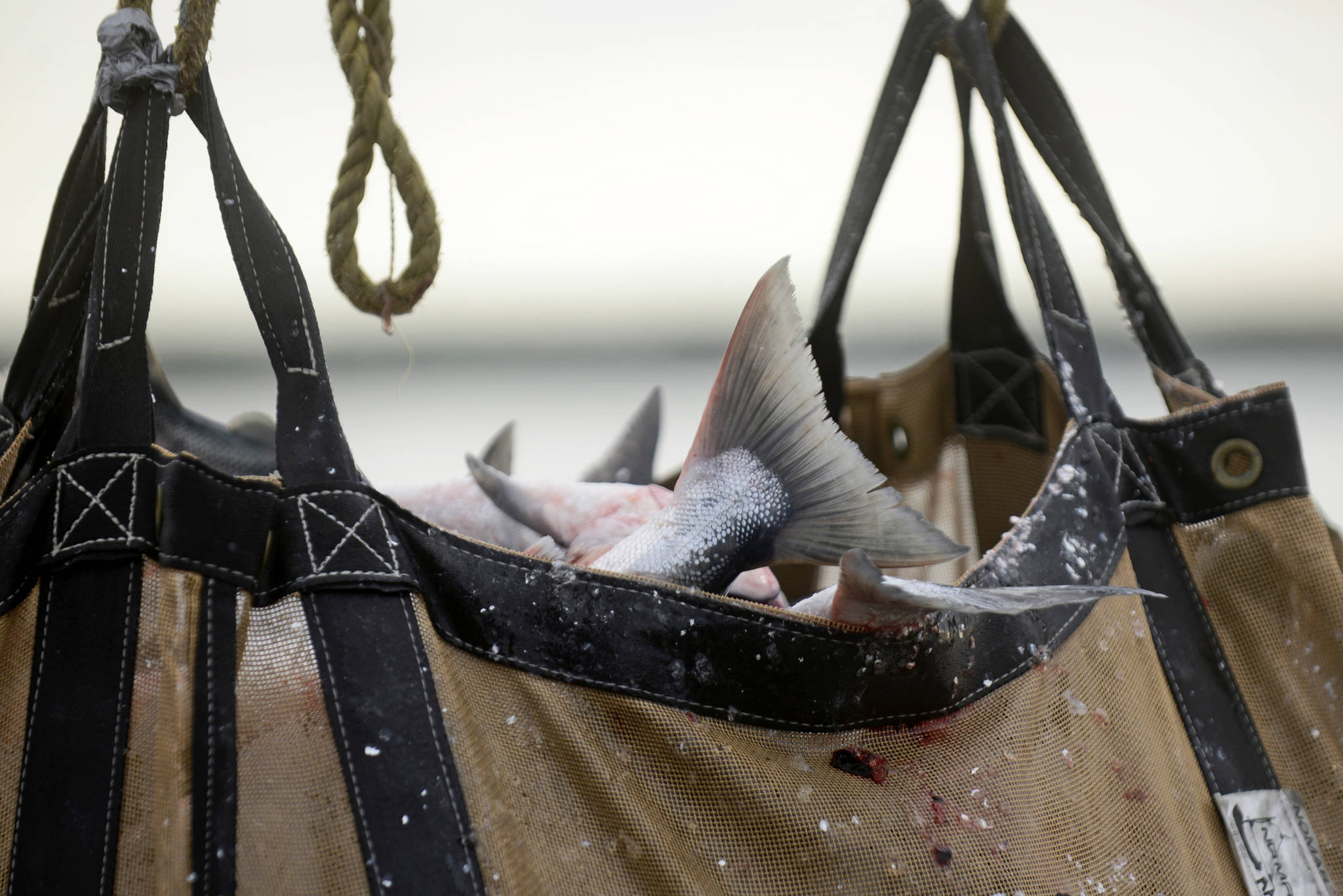 A brailer bag full of commercially-caught salmon is hoisted up to the Snug Harbor Seafoods dock for processing on Thursday, July 12, 2018 in Kenai, Alaska. On Tuesday the Alaska Department of Fish and Game downgraded its estimated Kenai River sockeye run from 2.5 million fish to less than 2.3 million, changing some of the management procedures for commercial fishing in Upper Cook Inlet. (Photo by Ben Boettger/Peninsula Clarion)