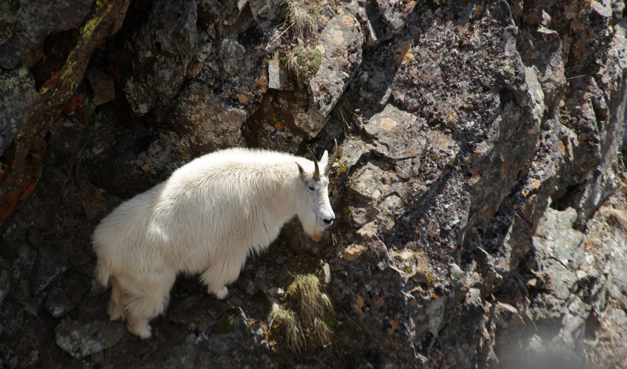A mountain goat, one of a herd of nine grazing on grasses and lichens on the slope of Point Hope, traverses the wall of a crevice on Saturday, June 3, 2017 near Hope. (Photo by Ben Boettger/Peninsula Clarion)
