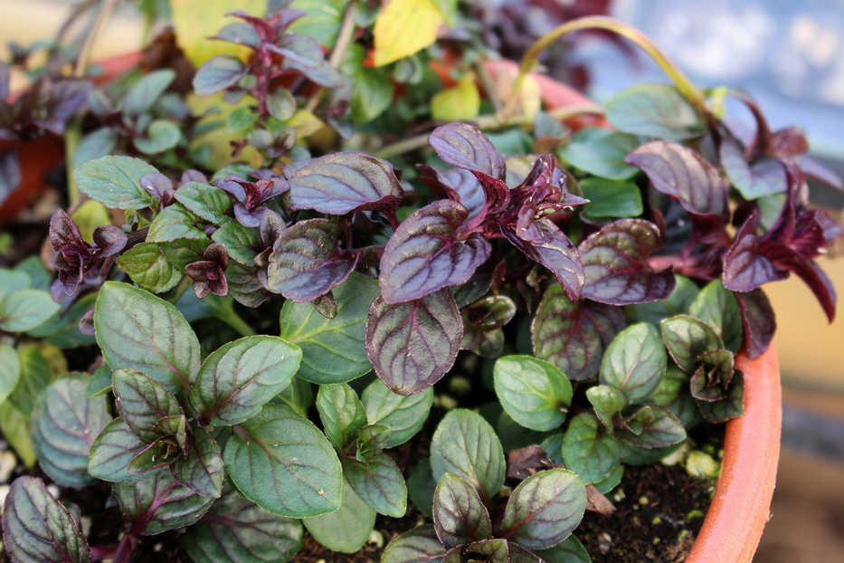 This Wednesday, Jan. 28, 2014 photo shows chocolate mint peppermint growing in a pot in New Paltz, N.Y. With Valentine's Day coming up, thoughts naturally turn to chocolate. Chocolate mint peppermint is a chocolate-y alternative. (AP Photo/Lee Reich)