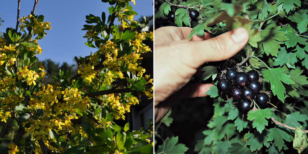 In this undated photo, Clove currant's spring show of deliciously fragrant flowers, left, is followed in midsummer, by a crop of delicious, sweet-tart berries in New Paltz, New York. (AP Photo/Lee Reich)