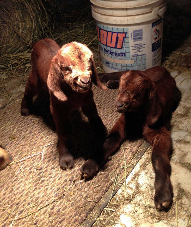 Submitted photo Got your goats? These Boer goat twins, owned by Mike Merrick of Soldotna, were born Feb. 5, early in the morning. The one on the left is going to a farm in Seward; his brother is going to be a 4-H project for a boy in Moose Pass. They may show up at the fair this summer at the Kenai Peninsula Fair in Ninilchik.