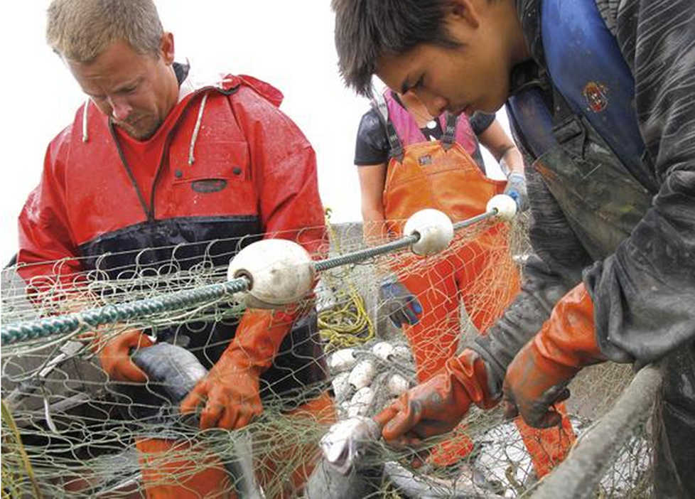 Clarion file photo Justin Cramer, left, untangles sockeye salmon from a setnet with the help of Domino, a hired deckhand from California, right, Monday August 1, 2011 in Cook Inlet, near the mouth of the Kenai River. Cook Inlet setnetters have been targeted in a lawsuit by an organization seeking to ban the gear type in what it defines as "urban" parts of the state.