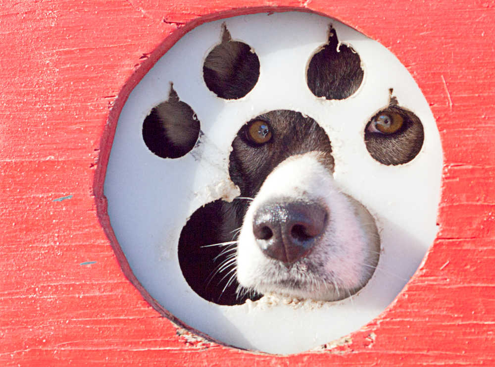 Photo by Rashah McChesney/Peninsula Clarion One of Monica Zappa's dogs peers out from her truck Tuesday Feb. 25, 2014 in Kenai, Alaska.