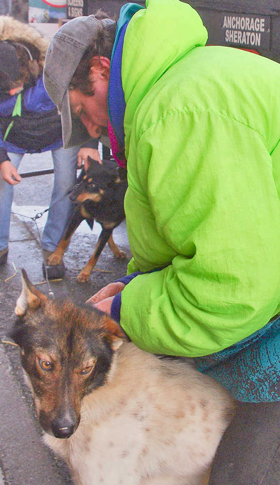 Photo by Molly Dischner/Alaska Journal of Commerce  Handlers Jimmy Miller and David Phipps get Monica Zappa's dogs ready for the ceremonial start of the 42nd Iditarod Saturday March 1, 2014 in downtown Anchorage.