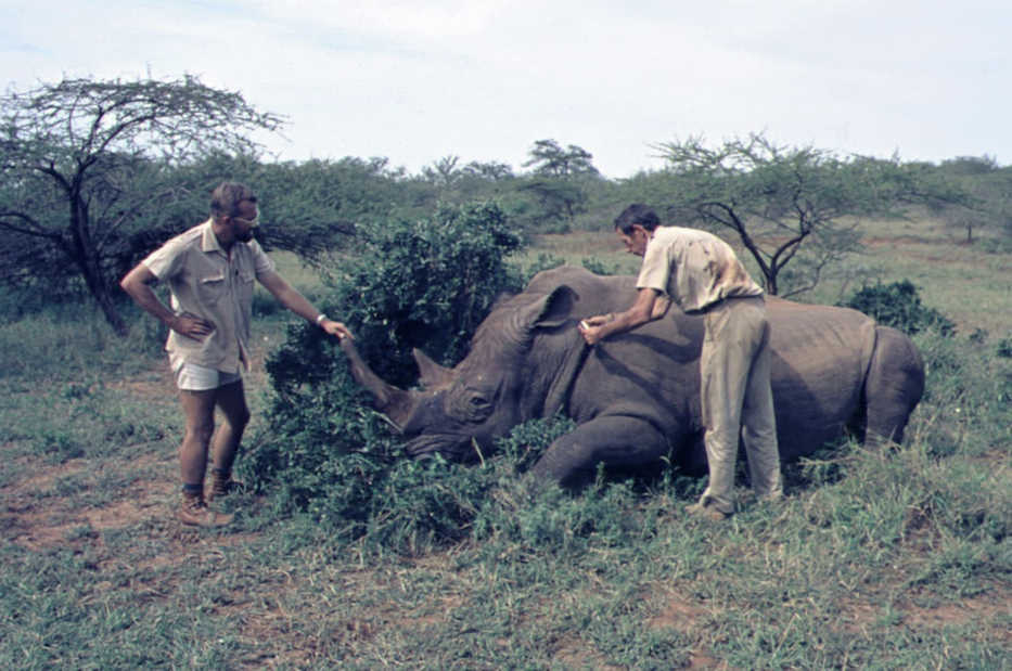 Ted Bailey (left) stands by a tranquilized white rhinoceros in Umfolozi-Hluhlulwe Game Reserve in South Africa's KwaZulu-Natal Province in 1975.