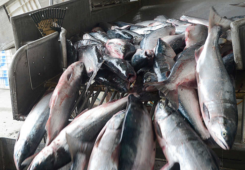 Photo by Rashah McChesney/Peninsula Clarion  Several of the Smith's 270 fish tumble into a tote at Doug Blossom's Icicle Seafood's receiving station Thursday June 27, 20130 south of Clam Gulch, Alaska.