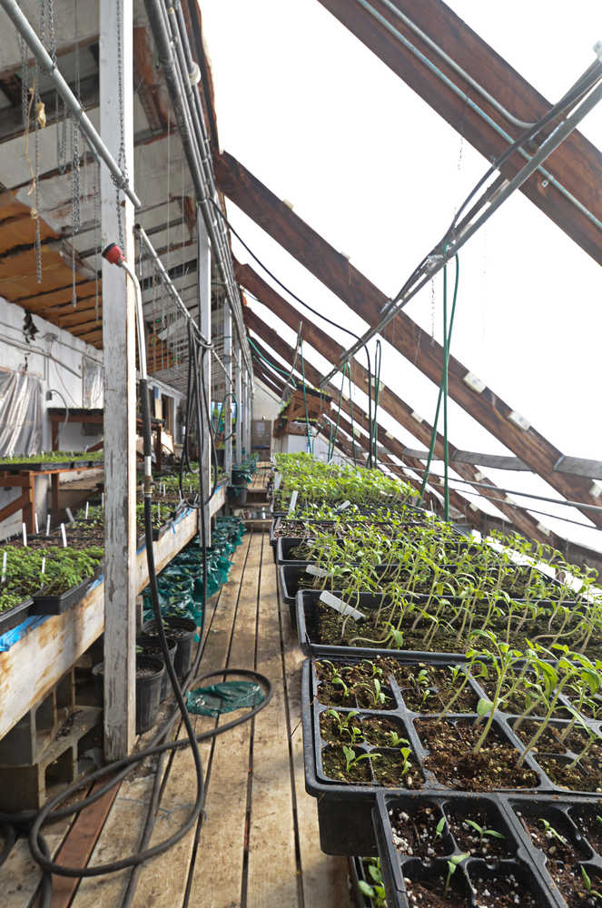 Photo by Rashah McChesney/Peninsula Clarion  Rows of plants grow underneath a layer of plastic in a polyculture building at Ridgeway Farms Saturday March 15, 2014 in Kenai, Alaska.  The farm utilizes several types of structures, including high tunnels, to extend its growing season.