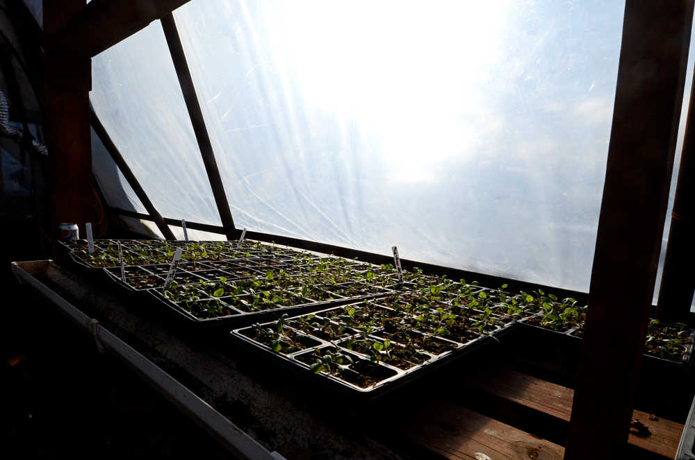 Photo by Rashah McChesney/Peninsula Clarion  Several plants sit in the sun behind a plastic barrier Saturday March 14, 2014 at Ridgeway Farms on Strawberry Road in Kenai, Alaska. Abby Ala, the farm owner, has plans to expand her capacity by building a series of federally reimbursable high tunnels around her gardens - thus extending her growing season and allowing her to expand the variety  and amount of of crops she can grow.
