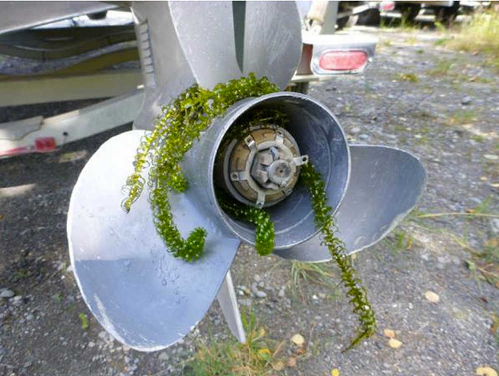 Photo courtesy/Kenai National Wildlife Refuge Invasive plant elodea in one of the many ways it is transported from lake to lake.