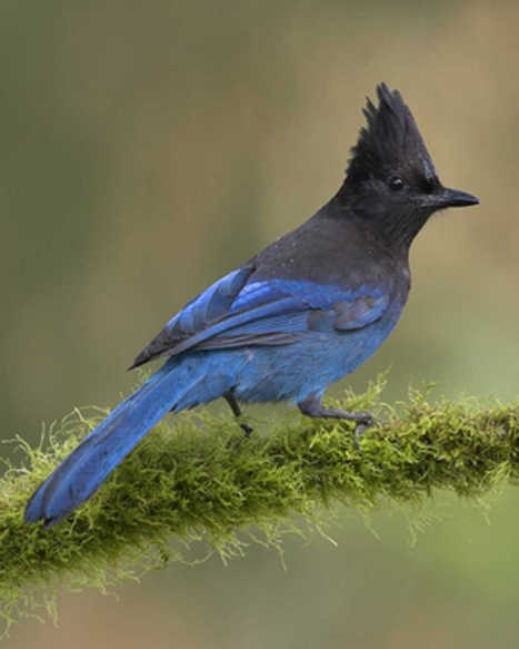 Steller's Jay photo by Glenn Bartley/www.birds.audobon.org