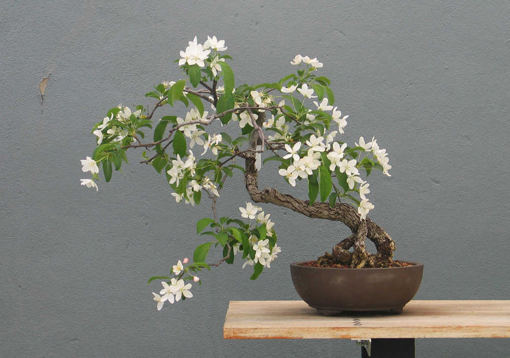This photo provided by courtesy of the Brooklyn Botanic Garden shows a Malus slant style bonsai in Spring in New York. The very best bonsai stories are about passion and beauty and transformation. "A dewdrop hanging for a split-second, that is bonsai," says Julian Velasco, curator of the Brooklyn Botanic Garden's bonsai collection, one of the largest and oldest outside Japan. (AP Photo/Brooklyn Botanic Garden)