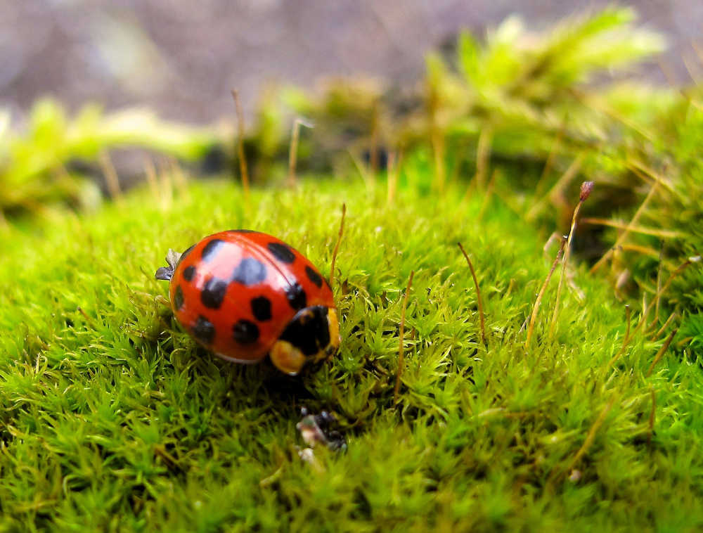 This March 22, 2014 photo shows a ladybug on a residential property in Langley, Wash. Many gardeners use pesticides - organic or otherwise - only as a last resort. They opt instead for such predatory insects as ladybugs, which individually can consume up to 5,000 aphids during their lifetime, and can be bought commercially and released from containers into the garden. (AP Photo/Dean Fosdick)