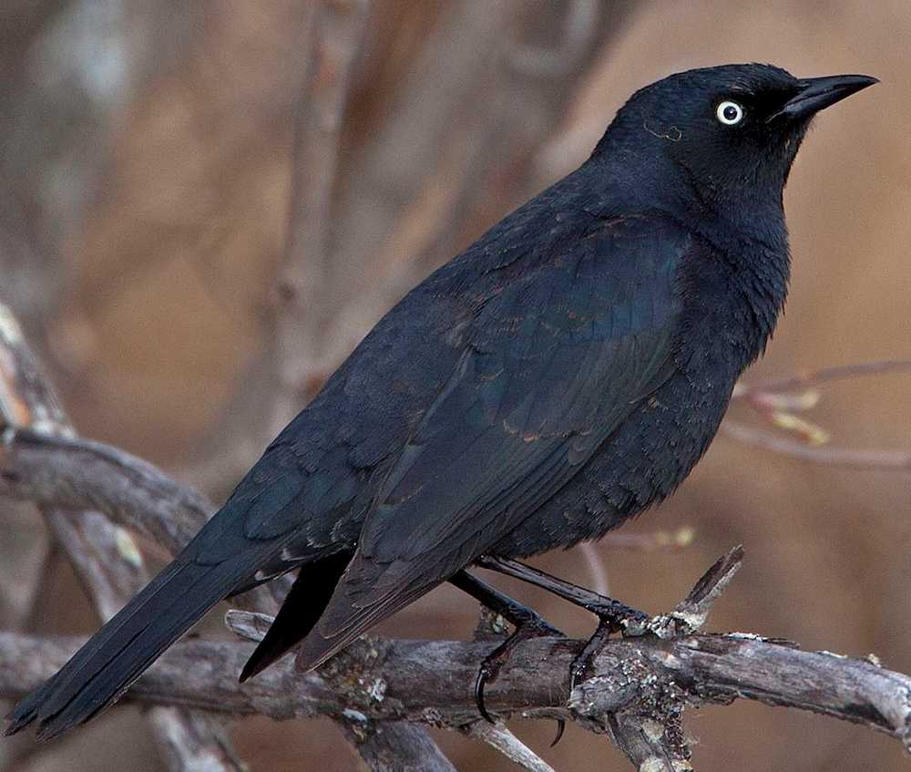 Photo by Daniel W. Clark This photo provided by the Alaska Department of Fish and Game shows a male rusty blackbird.