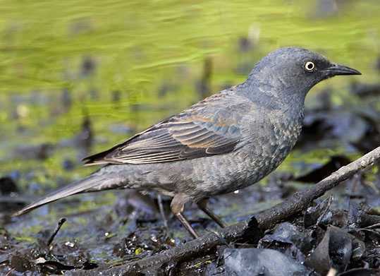Photo by Lloyd Spitalnik This photo provided by the Alaska Department of Fish and Game shows a female rusty blackbird.