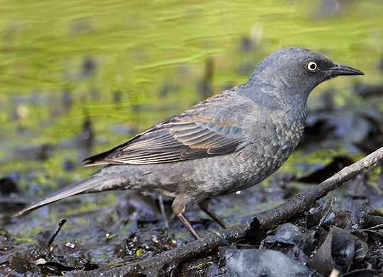 Photo by Lloyd Spitalnik This photo provided by the Alaska Department of Fish and Game shows a female rusty blackbird.