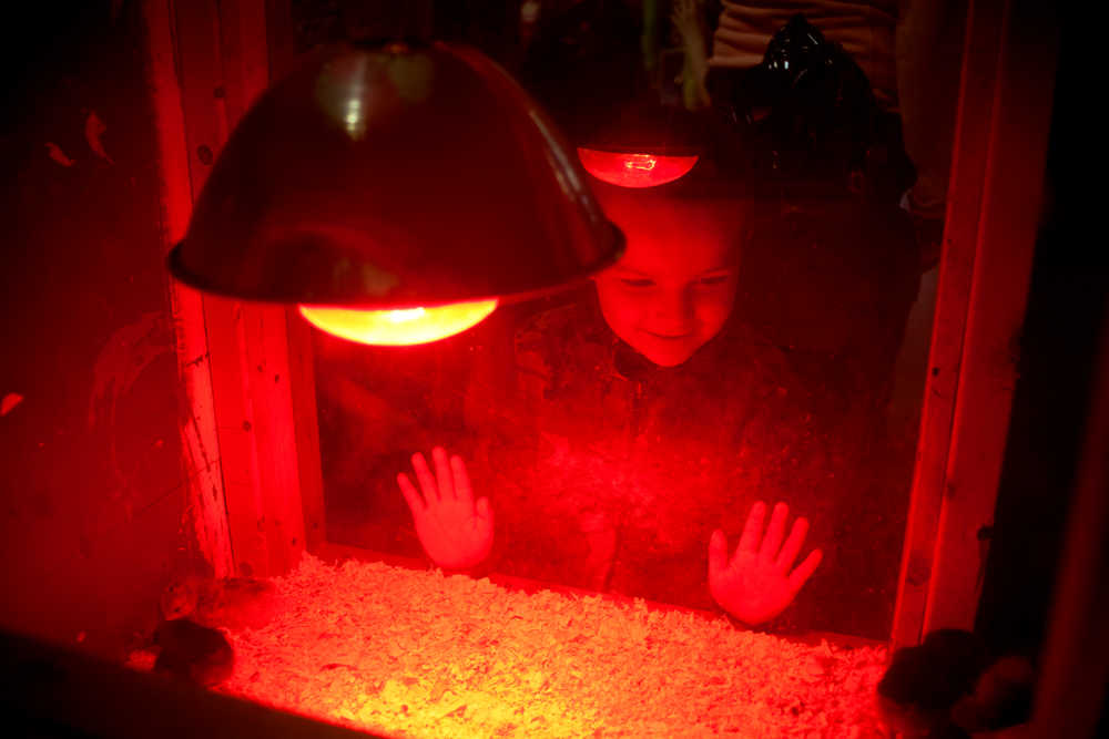 Photo by Rashah McChesney/Peninsula Clarion  Leroy Tomrdle, 4, watches several baby chicks at the Kenai Peninsula 4-H booth during the 35th annual Home Show Sunday April 13, 2014 in Soldotna, Alaska.