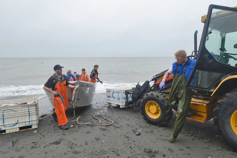 Photo by Rashah McChesney/Peninsula Clarion  The first opening of the Kasilof Section setnet fishery on the East side of the Cook Inlet  started Thursday at 7 a.m. Fishermen on more than 30 miles of ....