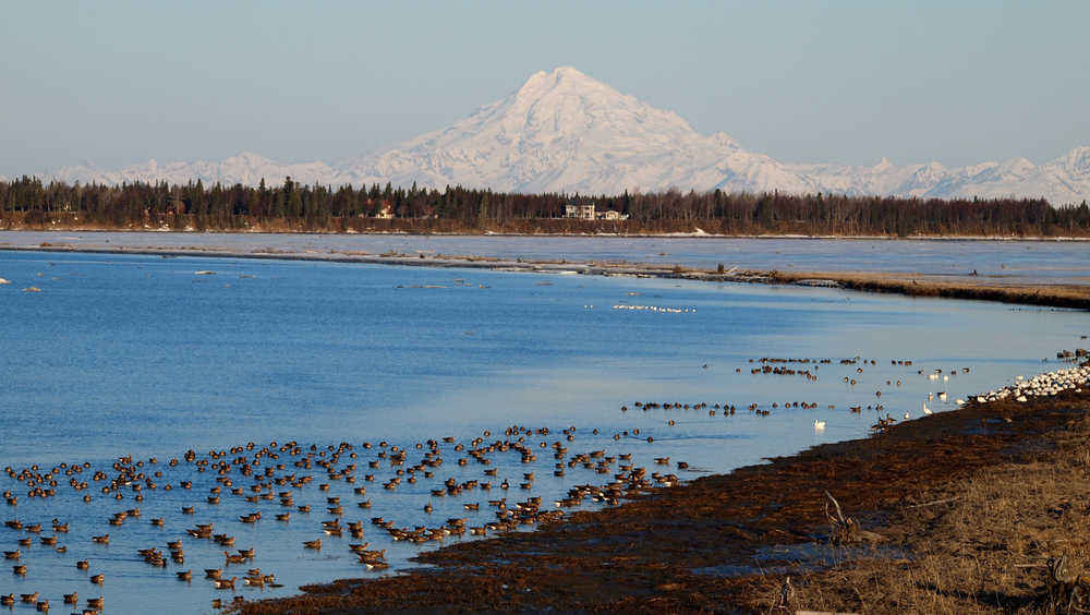 Photo by John Morton, Kenai National Wildlife Refuge Greater White-fronted, Lesser Snow and Canada Geese, and a few ducks (Northern Pintail, Mallard, Green-winged Teal) flock together on the Kenai Flats.