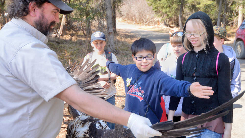 Photo by Rashah McChesney/Peninsula Clarion  Todd Eskelin, wildlife biologist, holds an eagle's wings open for Felix Lybarger compares himself to its wingspan and Jessica Croom looks on Saturday May 3, 2014 during a Youth Game Warden camp at the Kenai National Wildlife Refuge headwarters in Soldotna, Alaska.